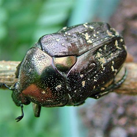 歐亞銅星花金龜